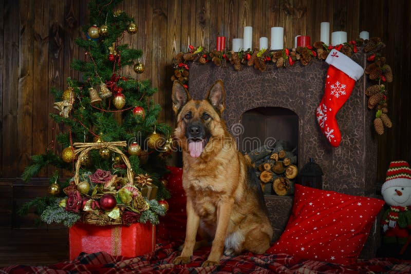 German Shepherd Dog for Christmas Stock Image Image of floor