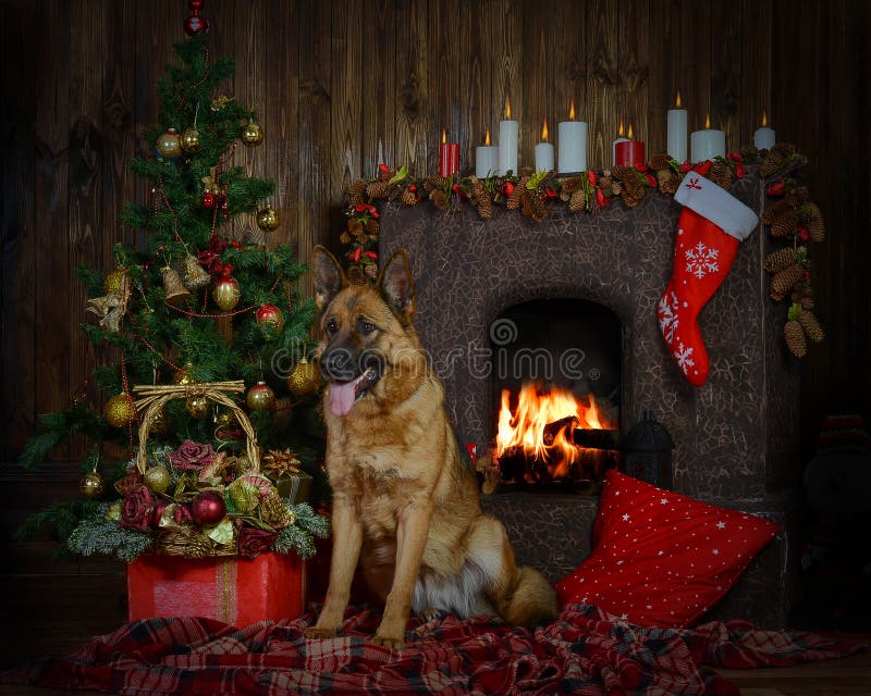 German Shepherd Dog for Christmas Stock Photo Image of beautiful