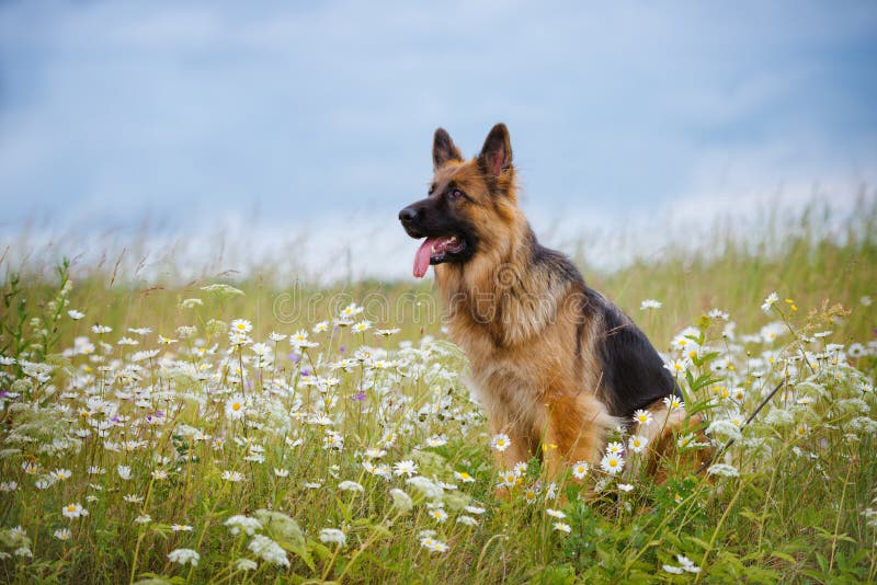 German Shepherd Dog on a Daisy Field Stock Photo Image of happiness