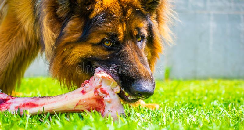 german shepherd eating