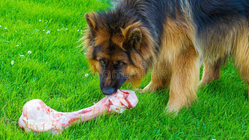 large boned german shepherd