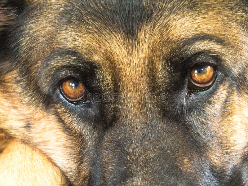 German Shepherd Dog Eyes Close Up Stock Image Image of german, friend