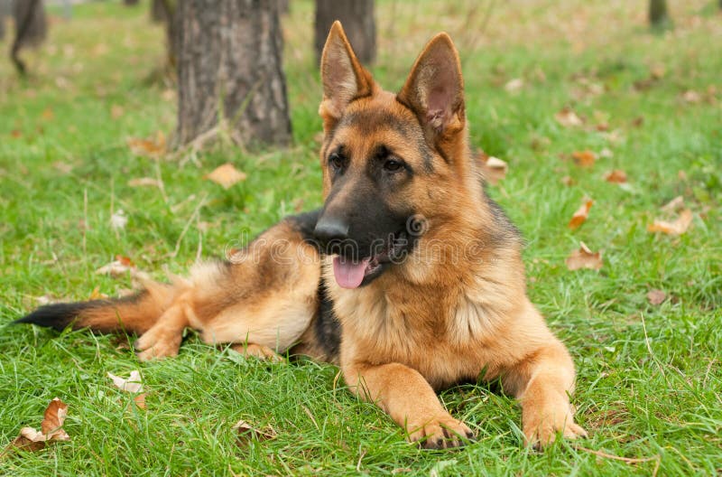 German Shepherd dog