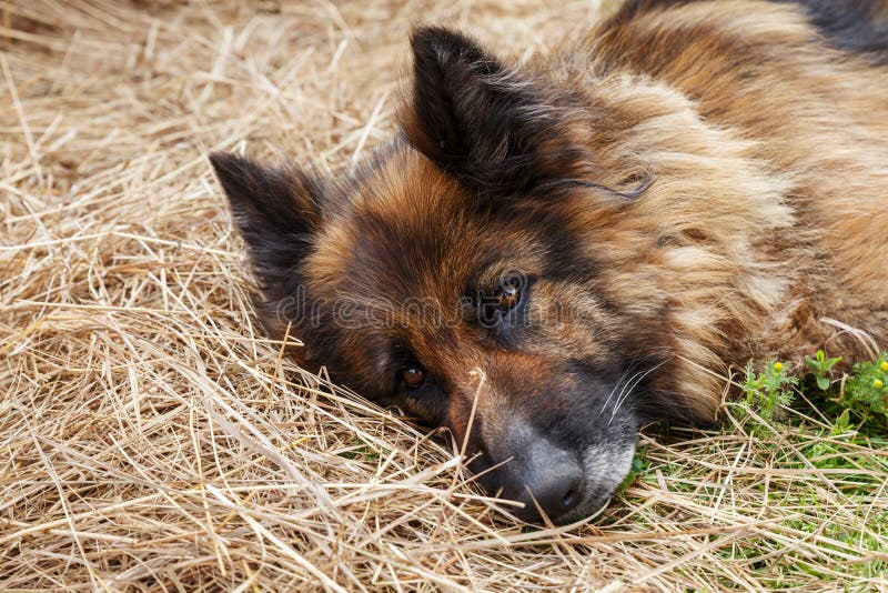 1,800 Sad German Shepherd Dog Photos - Free & Royalty-Free Stock Photos ...