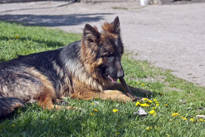 German Shepherd Dog