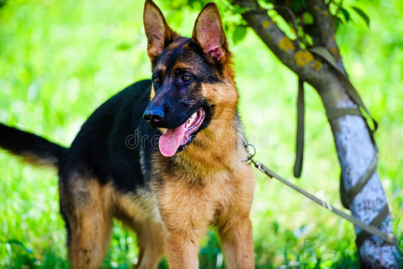 german shepherd dog on green grass royalty free stock photography german shepherd dog on green grass royalty free stock photography