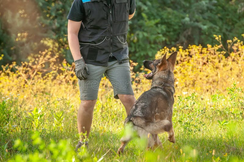 A German Shepherd Dog and His Trainer Stock Photo Image of green