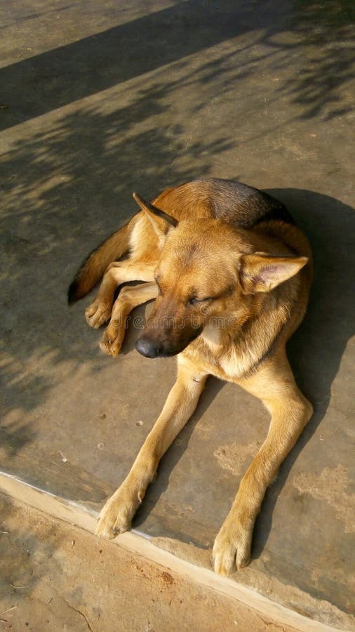 can german shepherd survive in india