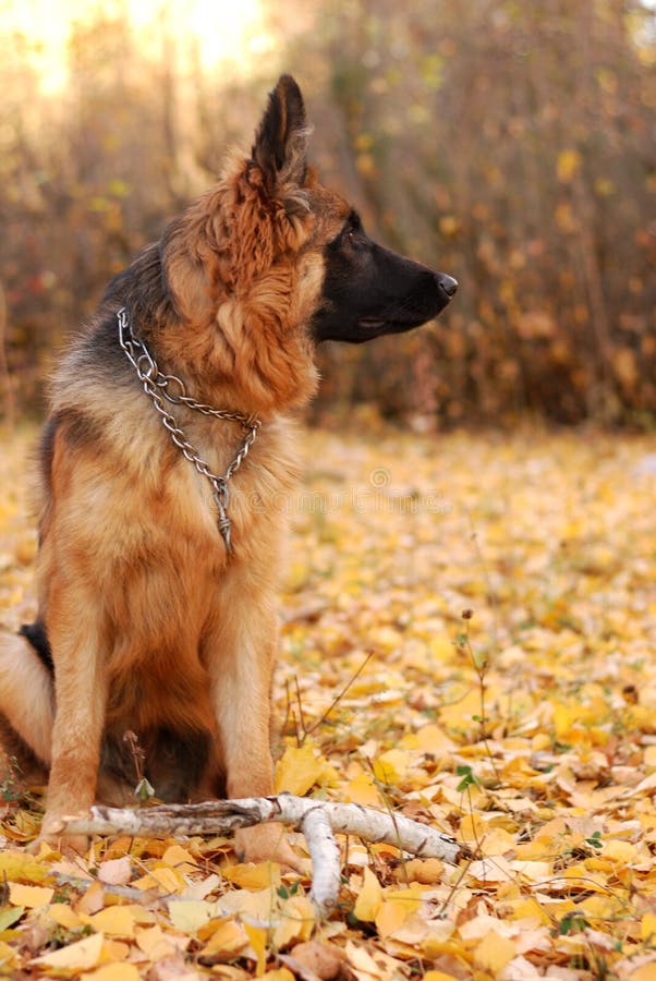 German Shepherd Dog Junior Puppy Seven Months Old Lying in the Autmn ...