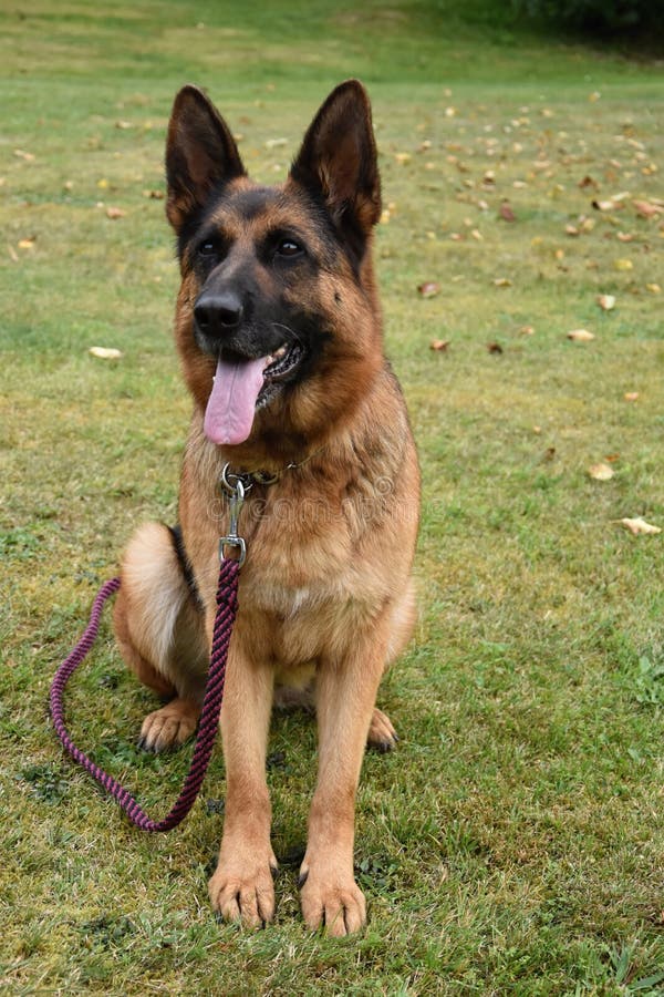German Shepherd Dog on a Leash, Sitting on Green Grass. Stock Image