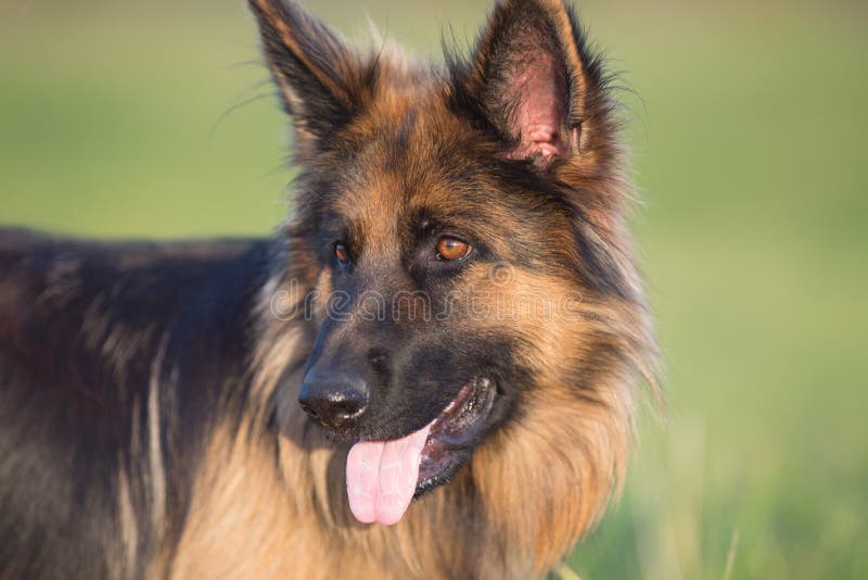 German Shepherd Dog Long-haired Outdoor Portrait Stock Image - Image of ...