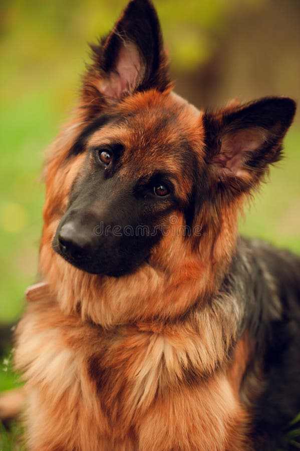 German Shepherd stock photo. Image of head, tilted, straight - 57959410