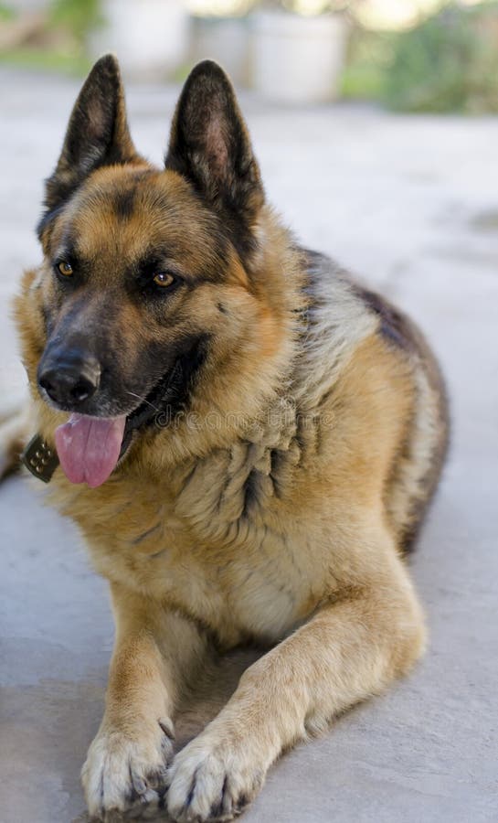 obese german shepherd