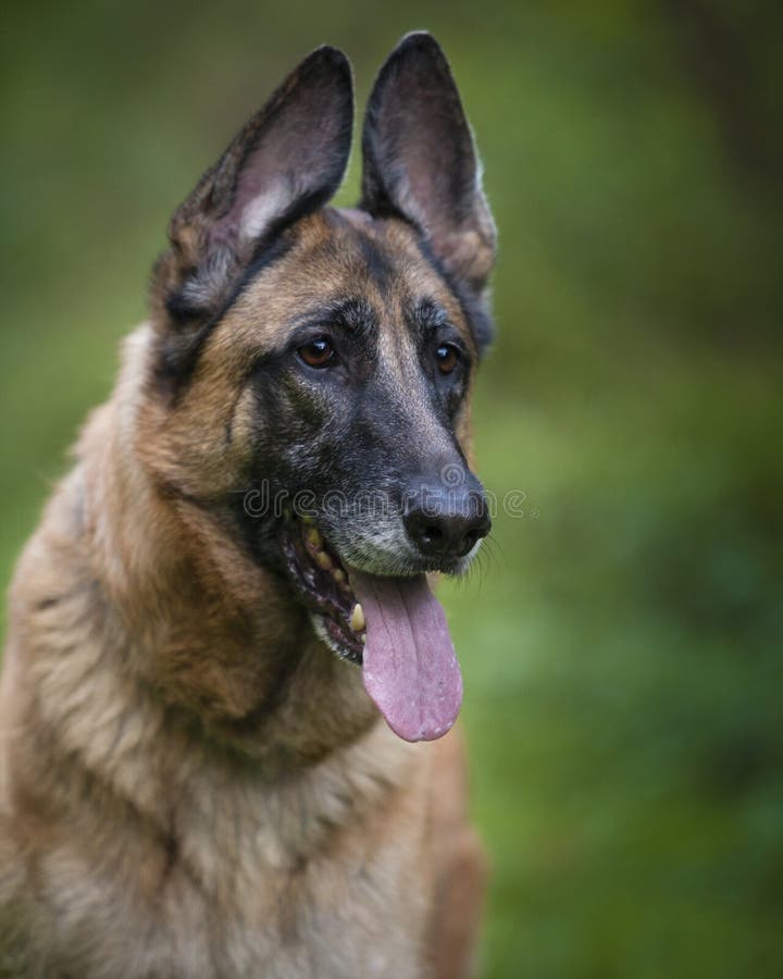 German Shepherd Dog Outside Green Background