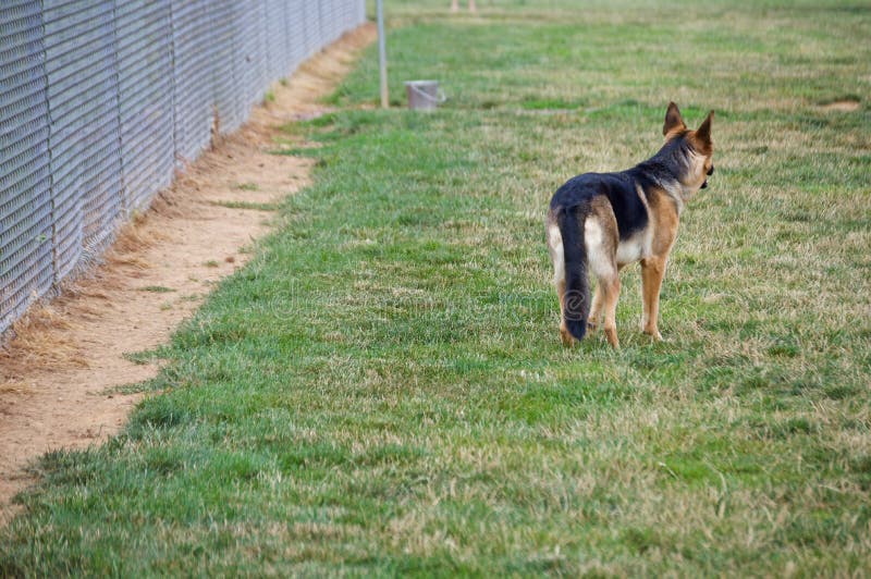 Stance of the dog stock photo. Image of highbred, animal ...