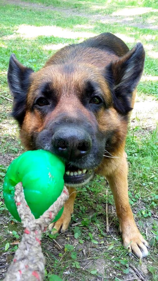 balls for german shepherds