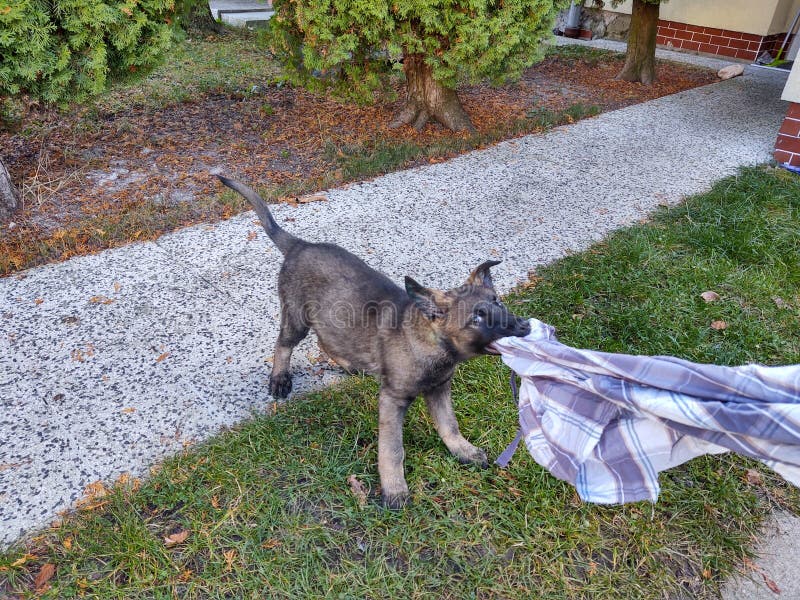 Německý ovčák si hraje na zahradě nebo na louce v přírodě.