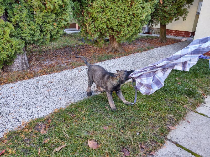 Německý ovčák si hraje na zahradě nebo na louce v přírodě.