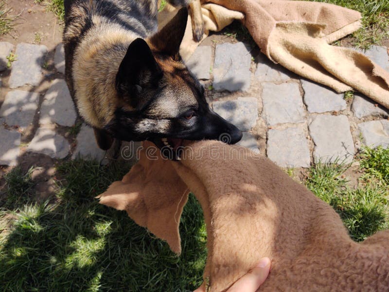 German shepherd dog playing in the garden or meadow in nature.