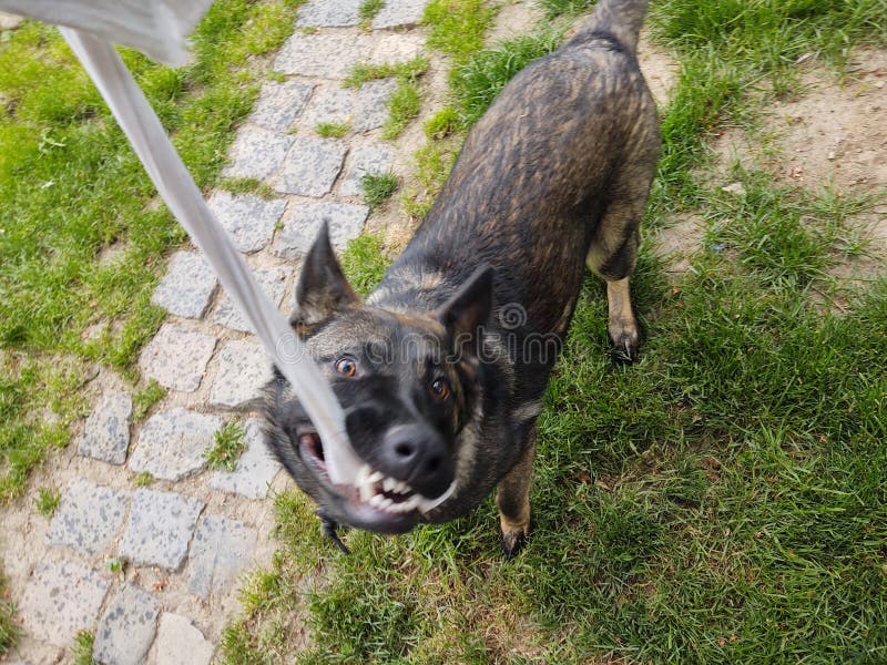 German shepherd dog playing in the garden or meadow in nature.