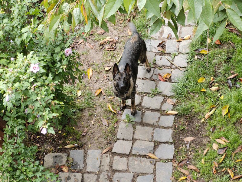 Nemecký ovčiak sa hrá na záhrade alebo na lúke v prírode.