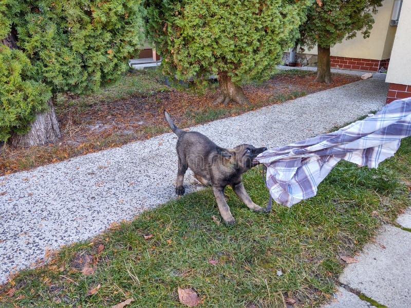 Nemecký ovčiak sa hrá na záhrade alebo na lúke v prírode.