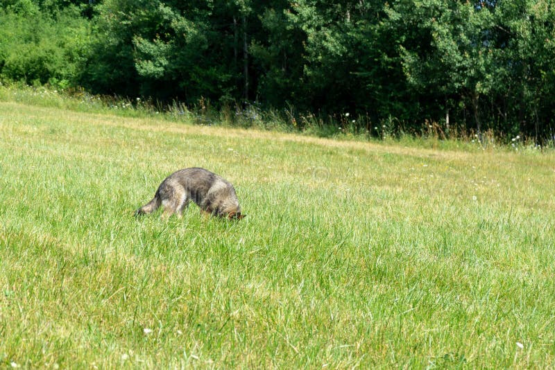 Německý ovčák si hraje na zahradě nebo na louce v přírodě.