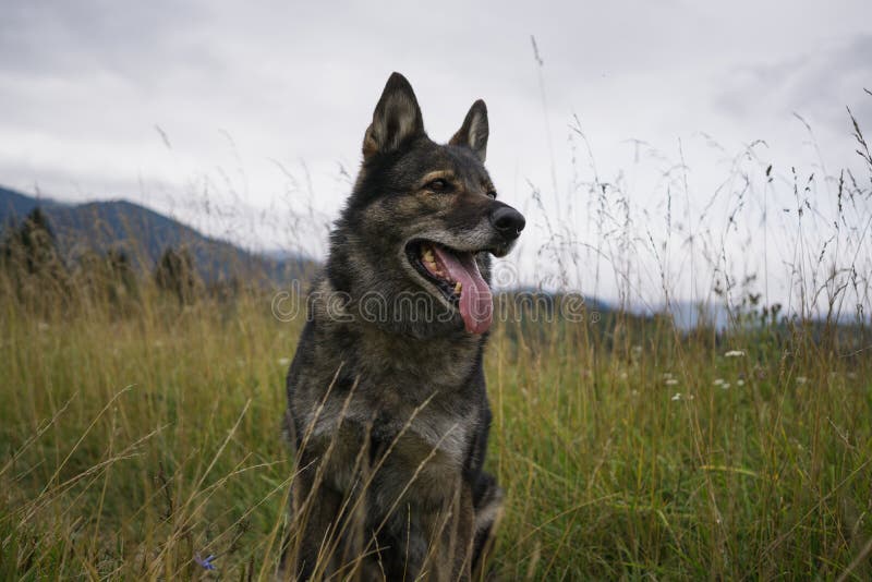 German Shepherd dog playing in the meadow.