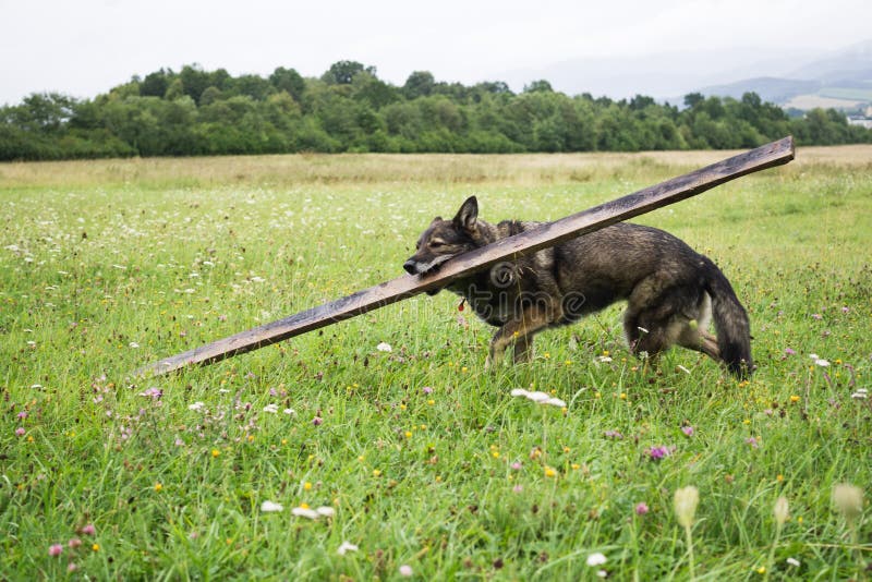 German Shepherd dog playing in the meadow.