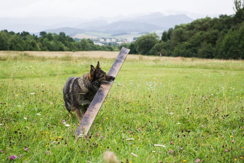 German Shepherd dog playing in the meadow.