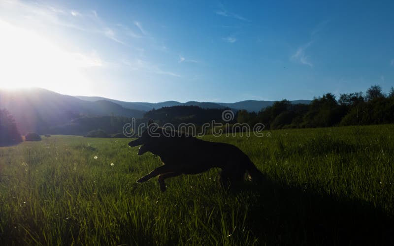 German Shepherd dog playing in the meadow.