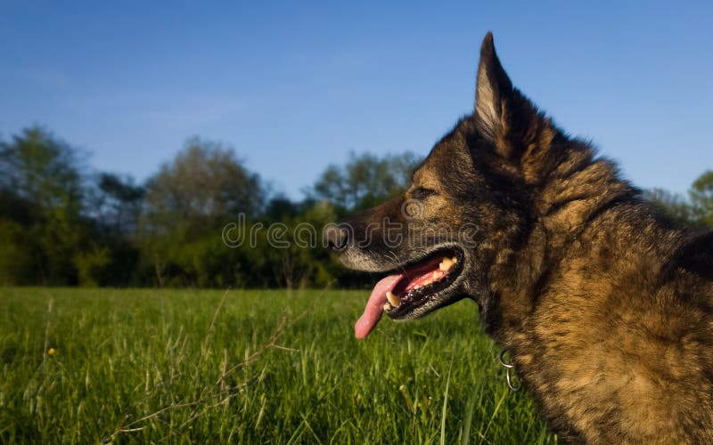 German Shepherd dog playing in the meadow.