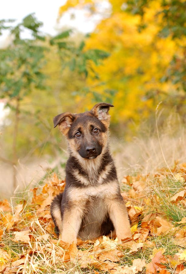 German shepherd dog puppy