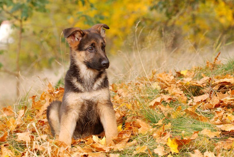 German shepherd dog puppy