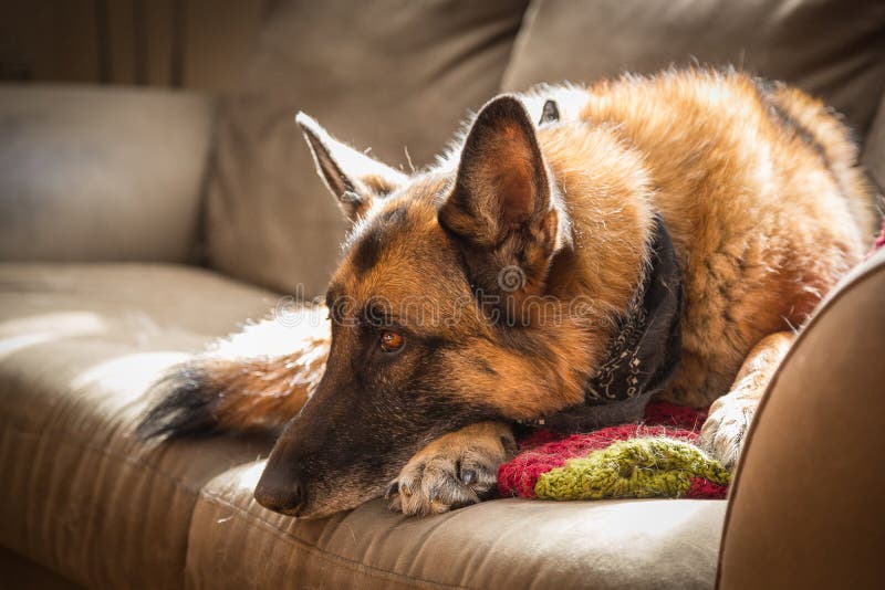 German Shepherd Dog Resting on Green Couch Back Lit by Sunlight Stock