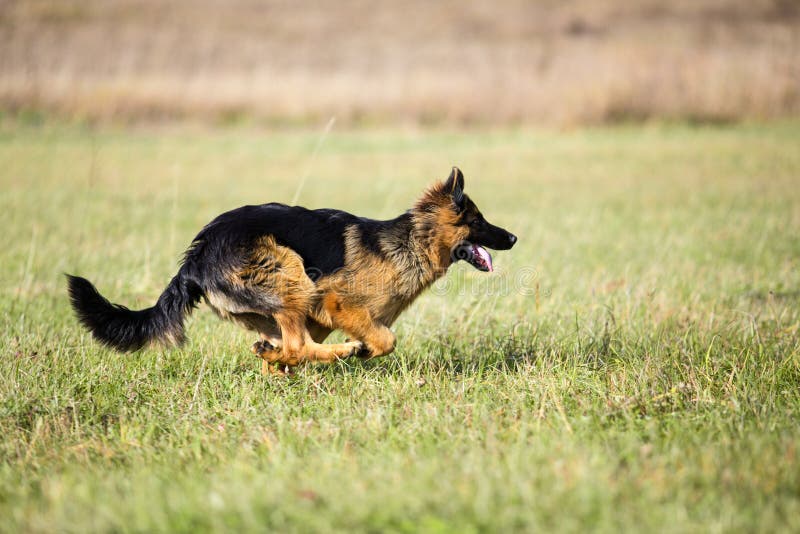 German Shepherd Dog Running Fast Outdoor Stock Photo Image of canine