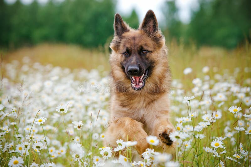 German Shepherd Dog Running on a Field Stock Image Image of shepherd