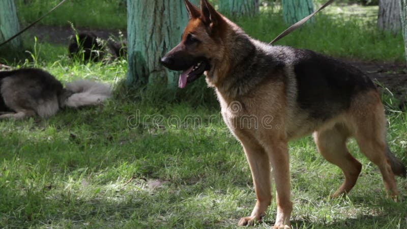 German Shepherd Kissing a Girl Stock Footage - Video of happiness ...