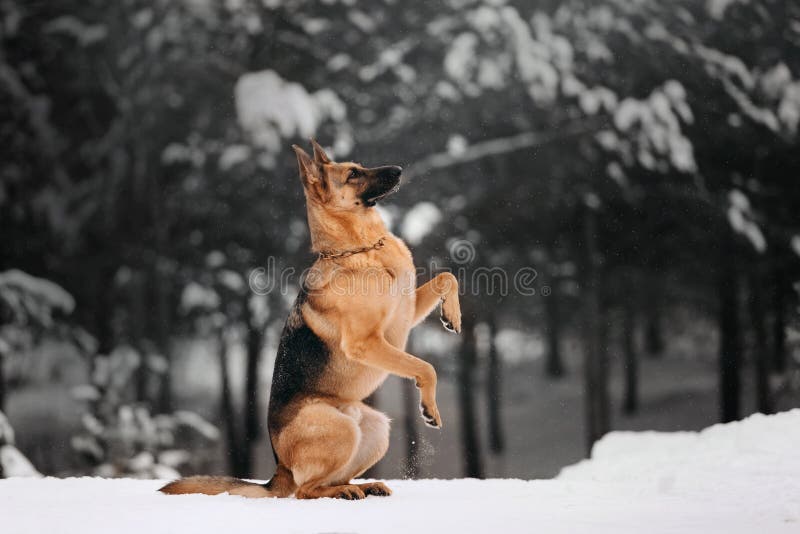 German shepherd dog sits in winter forest