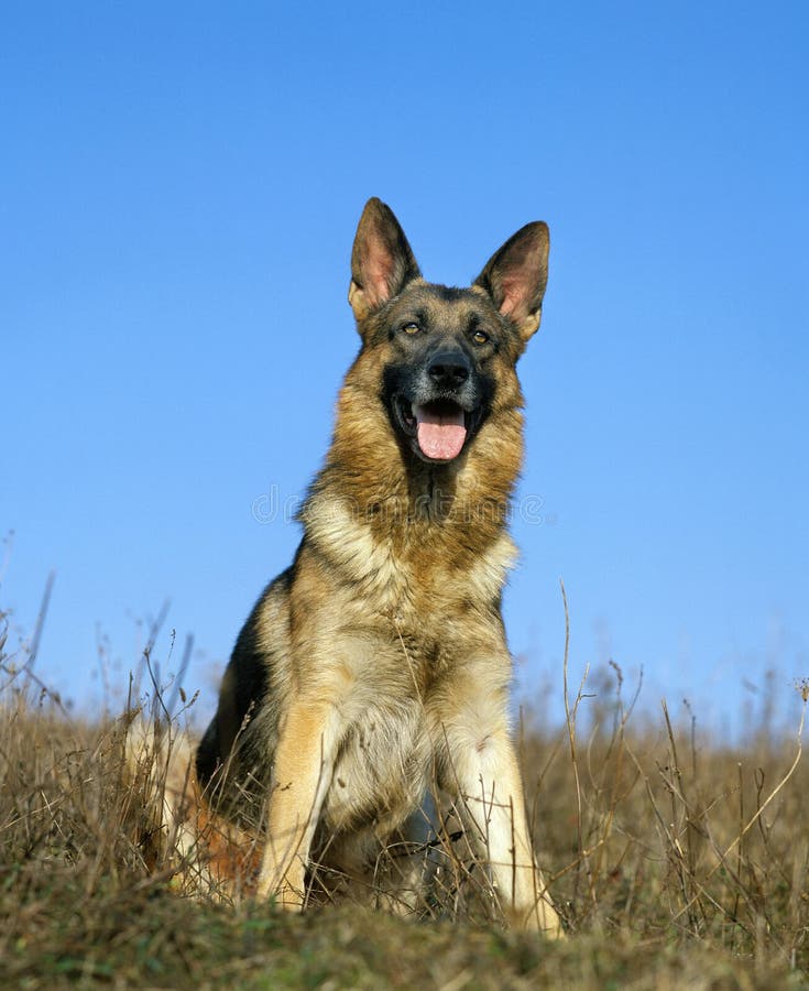 German Shepherd Dog, Sitting Stock Photo Image of view, mammal 197574990