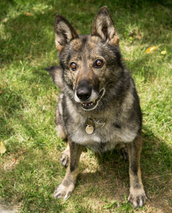 German shepherd dog playing in the garden.