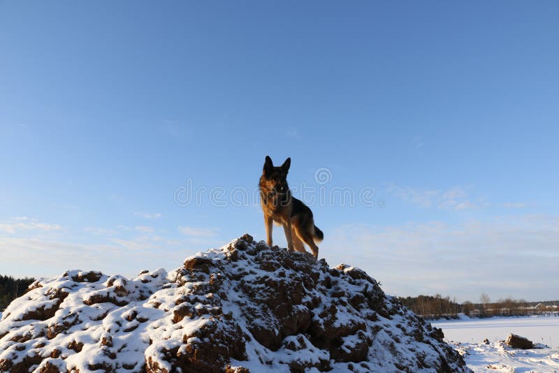 German Shepherd Dog On The Snow Stock Image - Image of snow, walk: 66343053