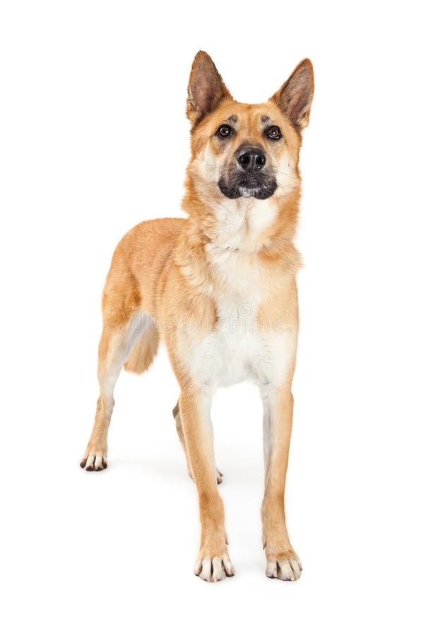 German Shepherd Standing Up Stock Image - Image of hound, show: 771279