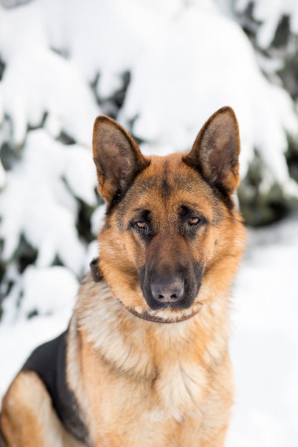 German Shepherd Dog, Standing in the Snow Stock Image - Image of mammal ...