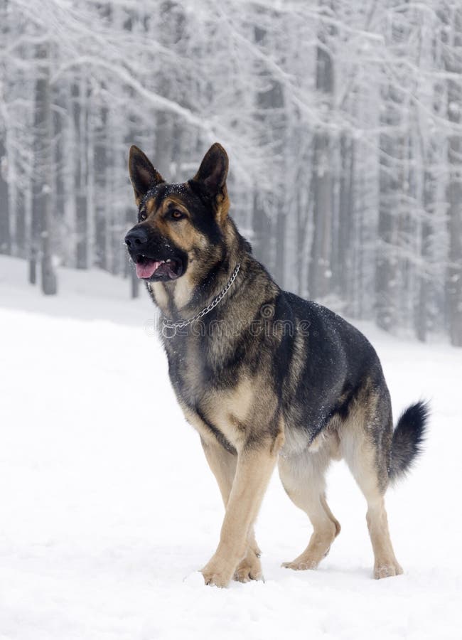 German shepherd dog