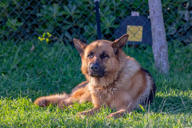 German shepherd dog tied up on a fence that rests after a long walk with the owner at his side stock photo German shepherd dog tied up on a fence that rests after a long walk with the owner at his side stock photo