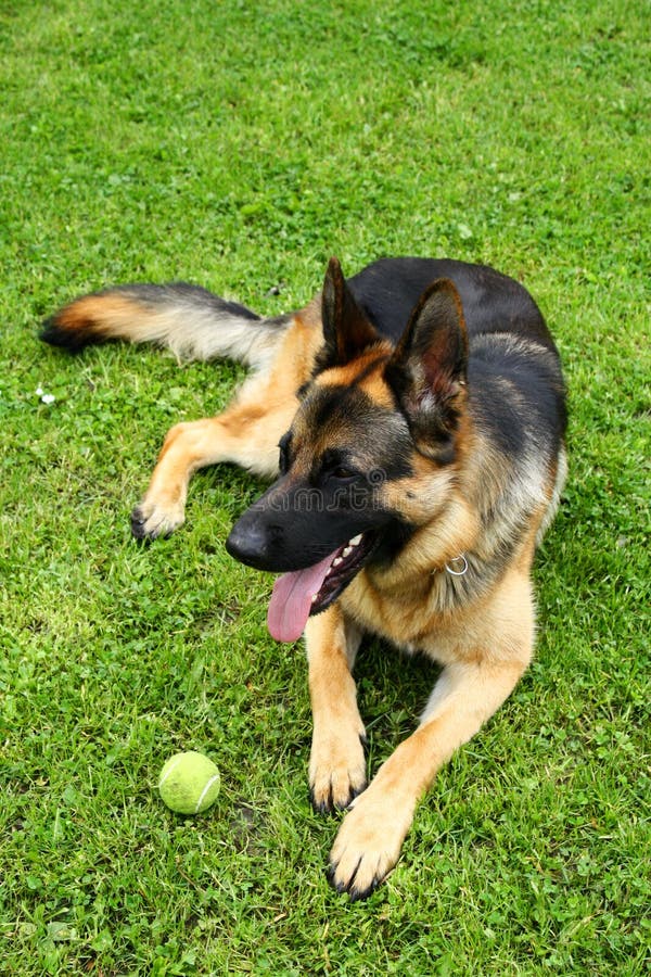 German shepherd dog with a toy royalty free stock photo German shepherd dog with a toy royalty free stock photo