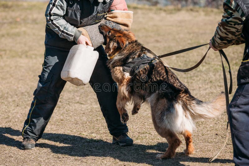 German Shepherd Dog Training. Biting Dog Stock Photo Image of black