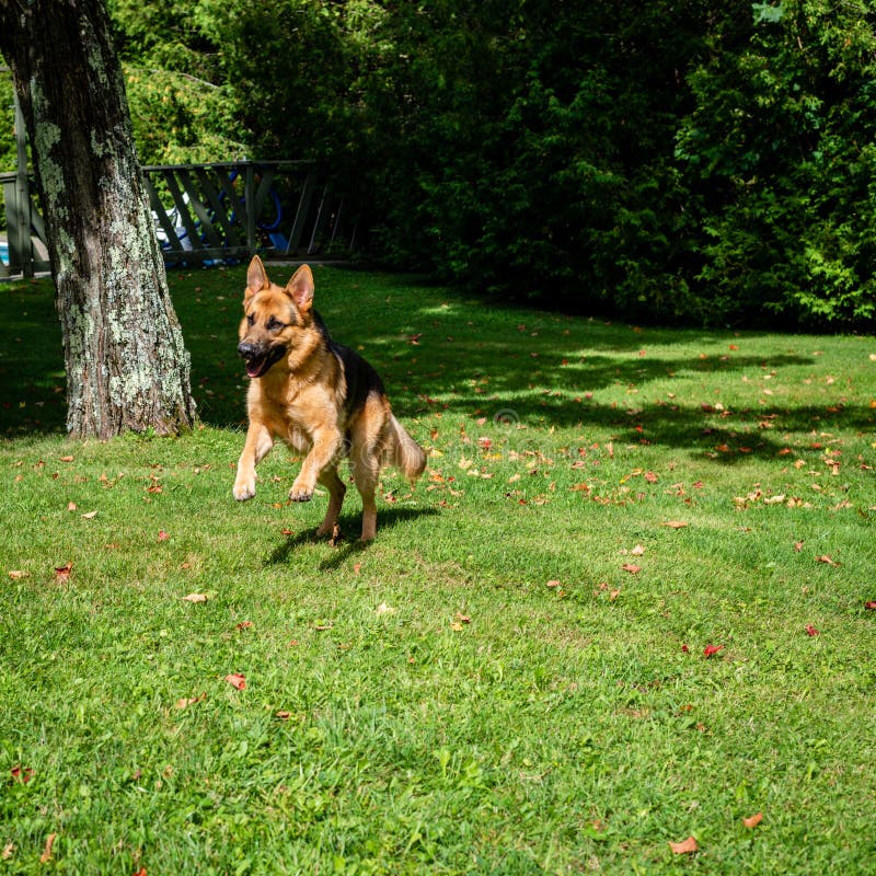 German Shepherd Dog at the Training Stock Image Image of jump, cute