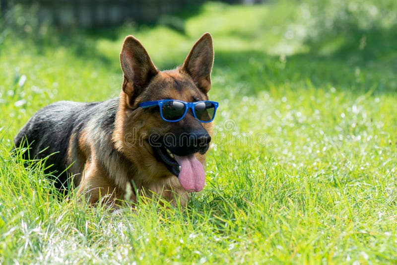 german shepherd sunglasses